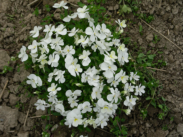 pansy in flower